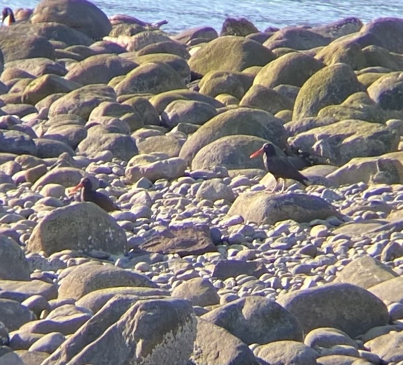 Black Oystercatcher - ML614668685