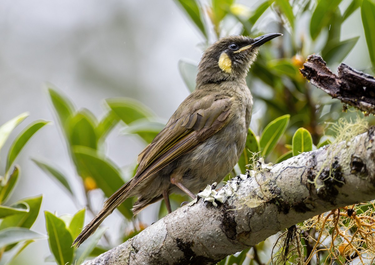 Lewin's Honeyeater - Martin Potter