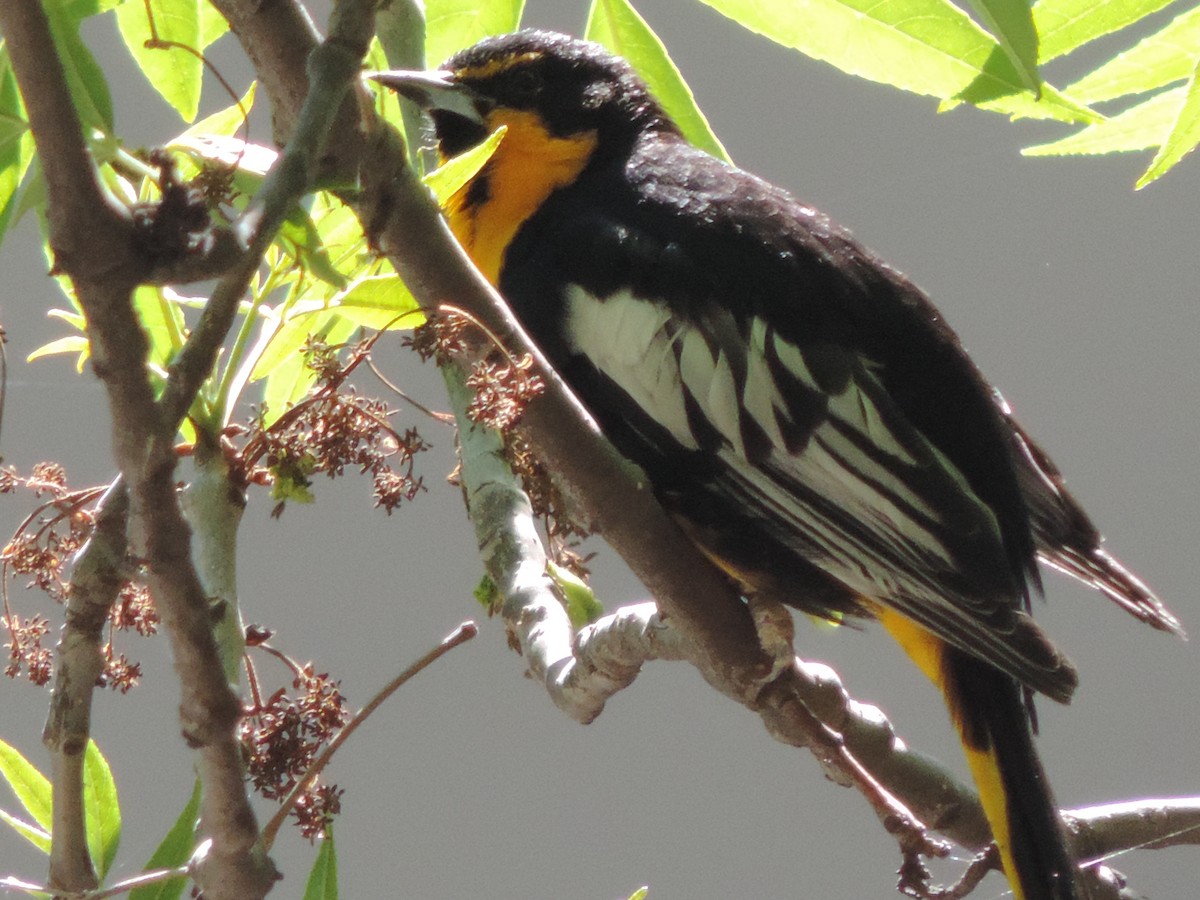 Black-backed Oriole - ML614668773