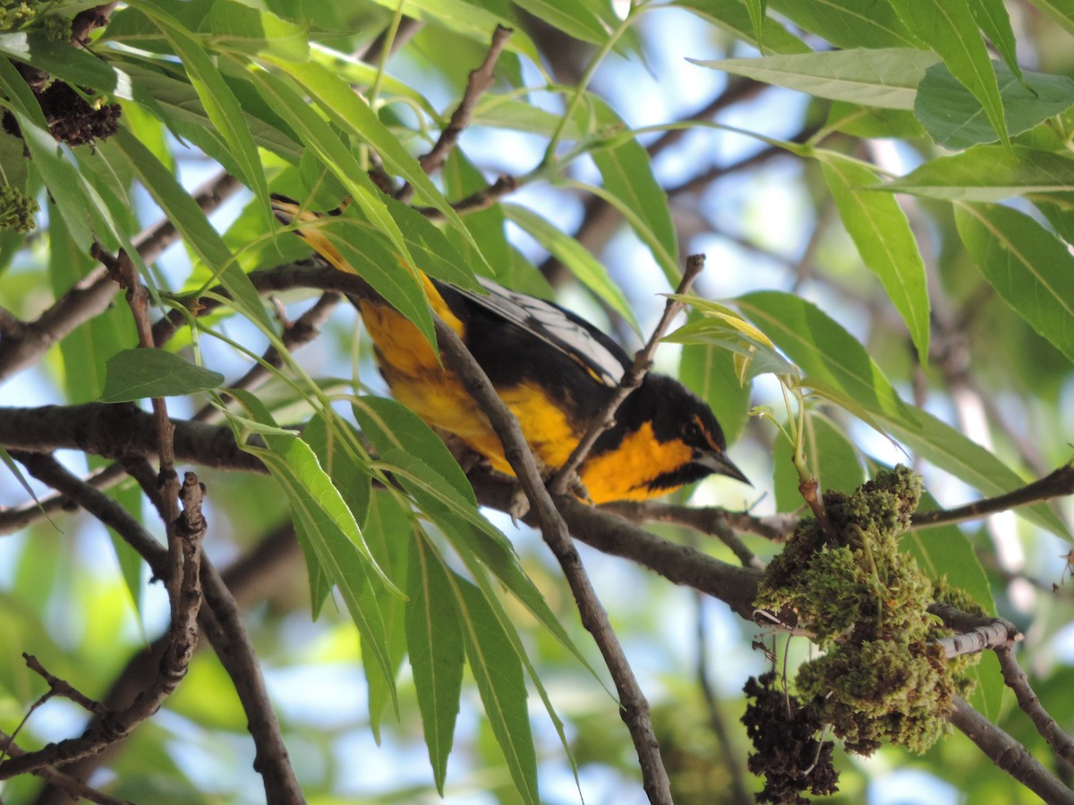 Black-backed Oriole - ML614668775