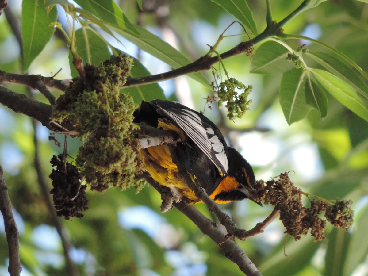 Black-backed Oriole - ML614668780