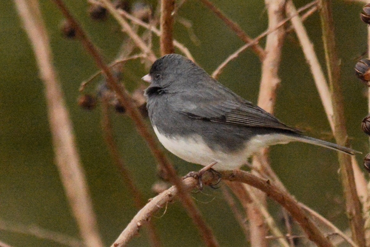 יונקו כהה-עין - ML614668852