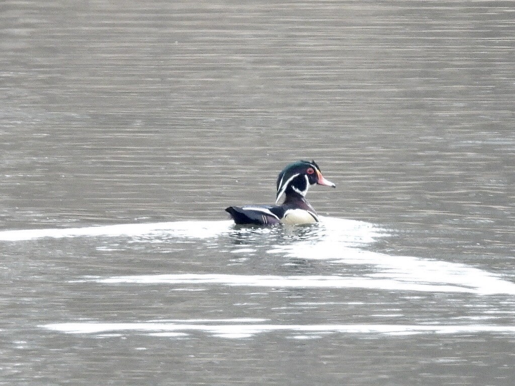 Wood Duck - ML614668870