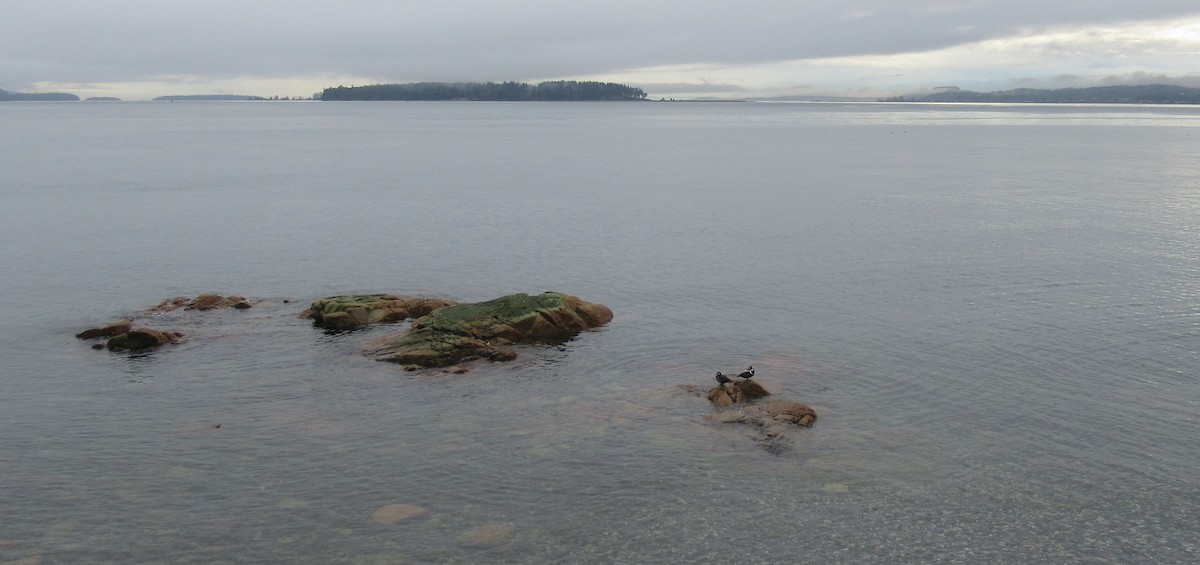 Harlequin Duck - Anonymous