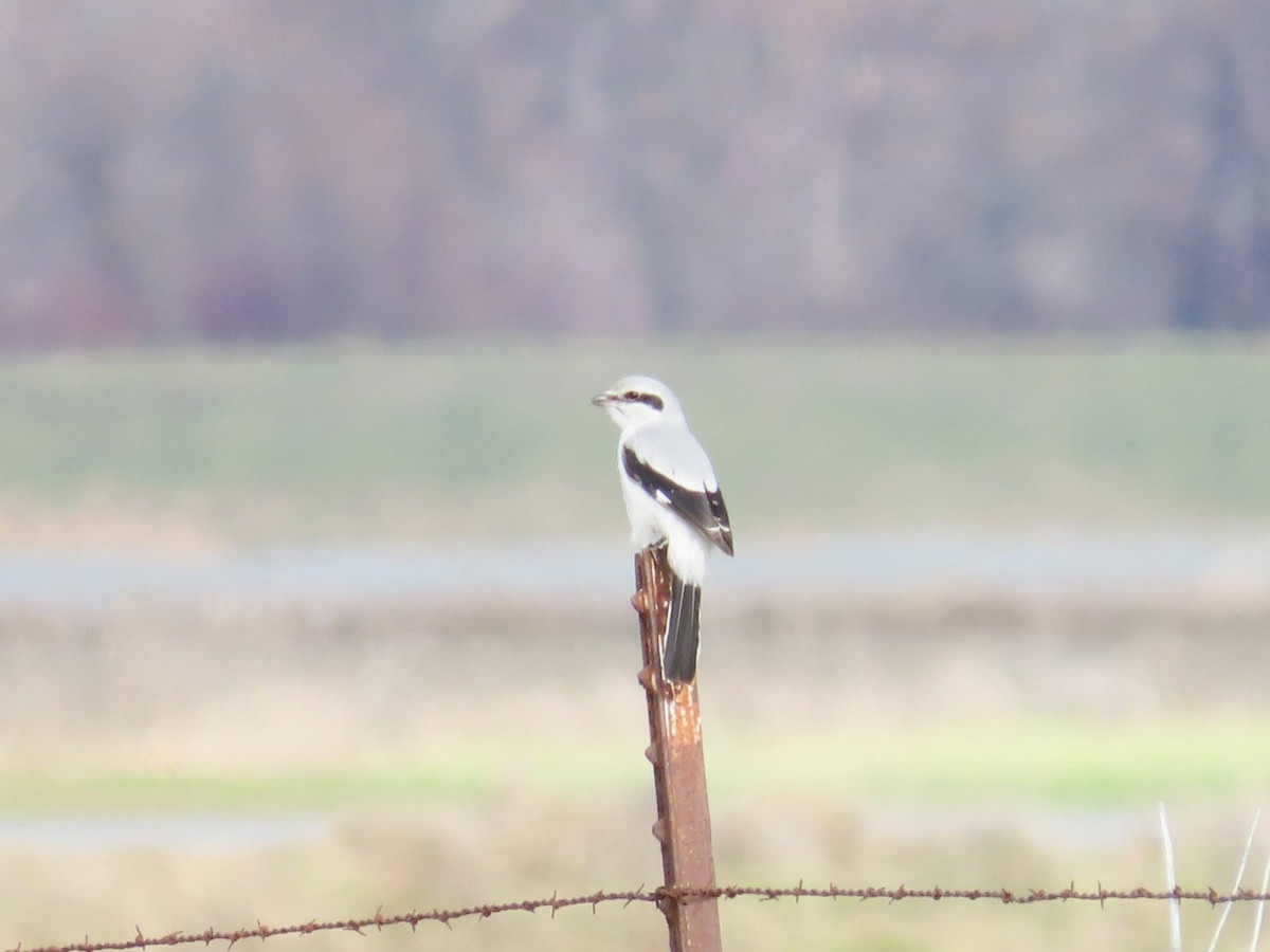 Northern Shrike - J.J. Blue