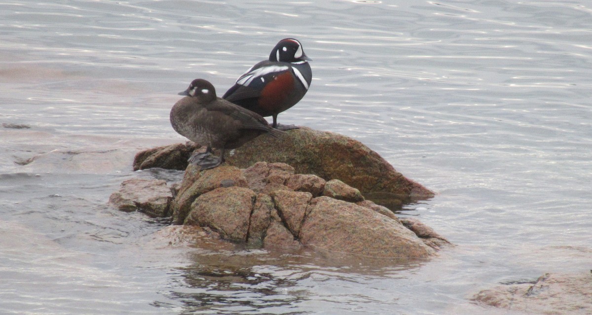 Harlequin Duck - Anonymous