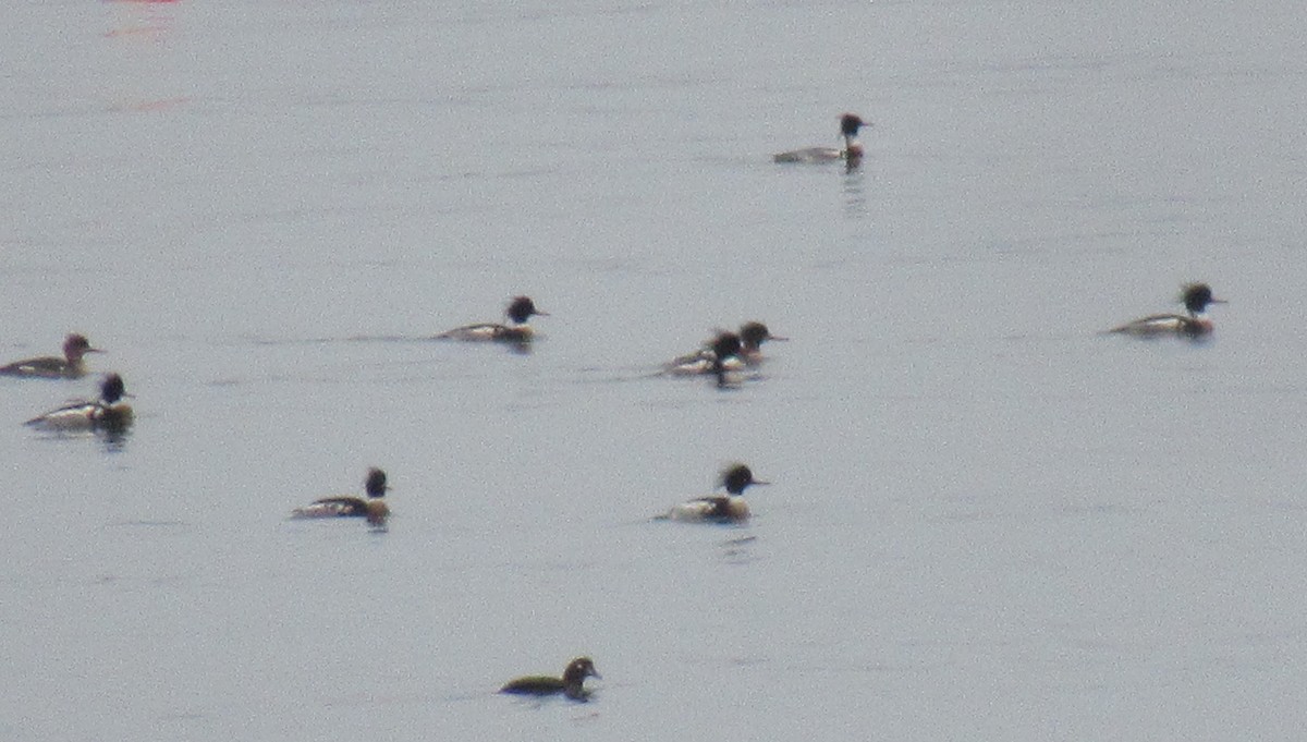 Red-breasted Merganser - Anonymous