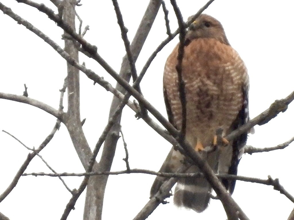 Red-shouldered Hawk - ML614668975