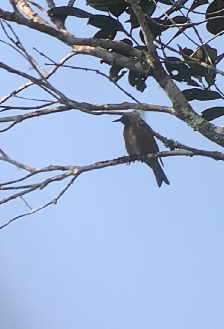 Madagascar Starling - ML614669026