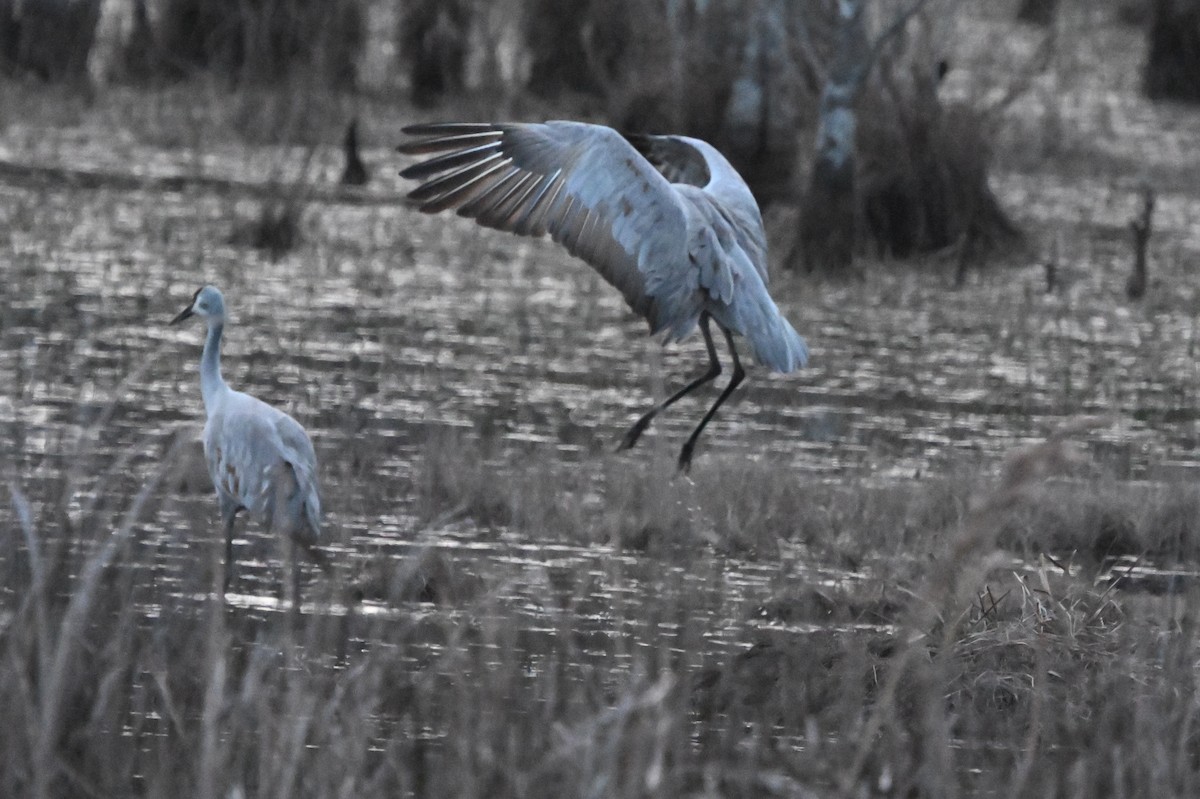 Sandhill Crane - ML614669034