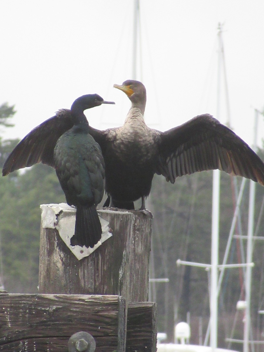 Pelagic Cormorant - Anonymous