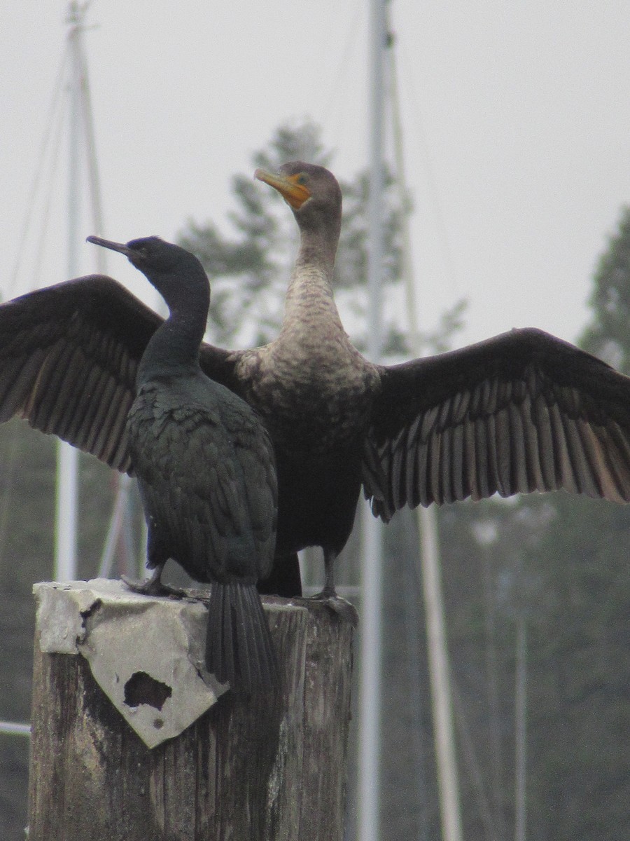 Pelagic Cormorant - Anonymous