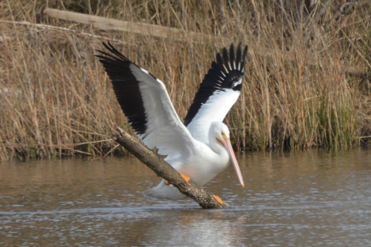 American White Pelican - ML614669135