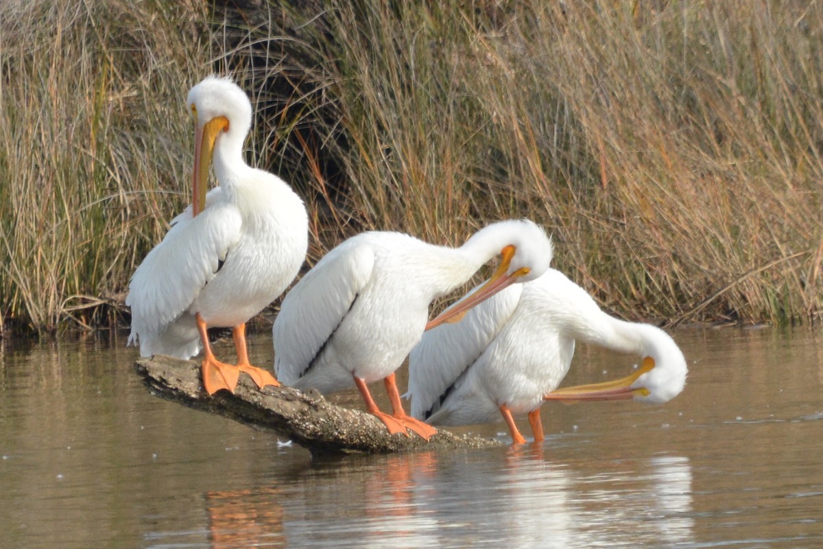 American White Pelican - ML614669136