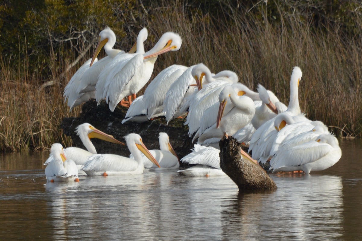 American White Pelican - ML614669137