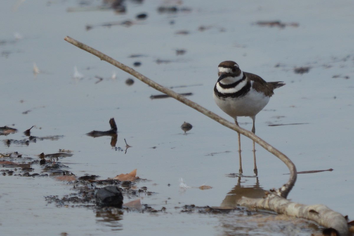 Killdeer - ML614669158