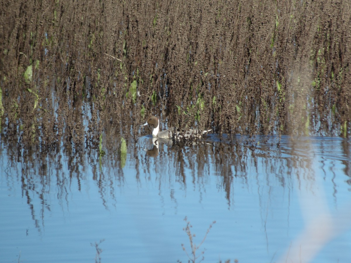 Canard pilet - ML614669187