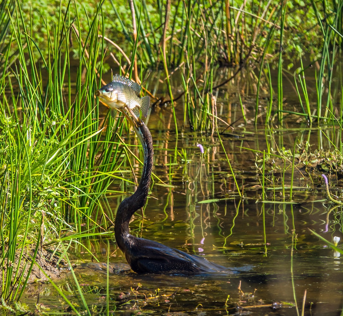 Oriental Darter - ML614669212