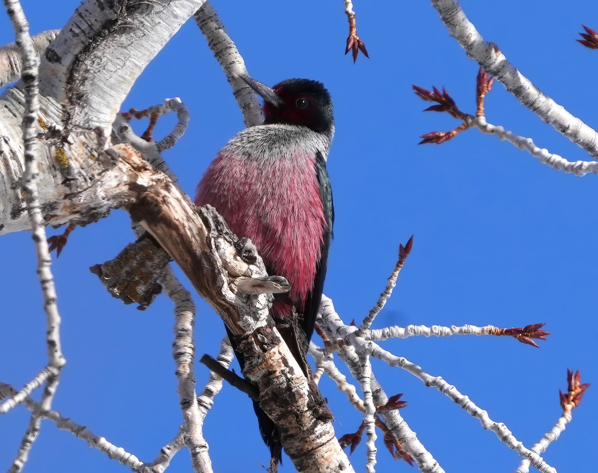 Lewis's Woodpecker - Bill Hunt