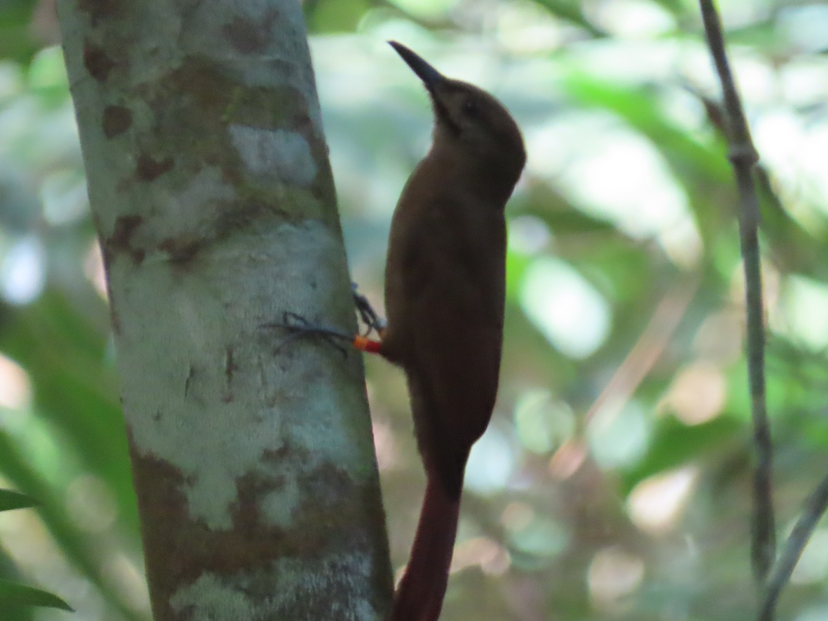 Plain-brown Woodcreeper (Plain-brown) - Gustavo Ustariz