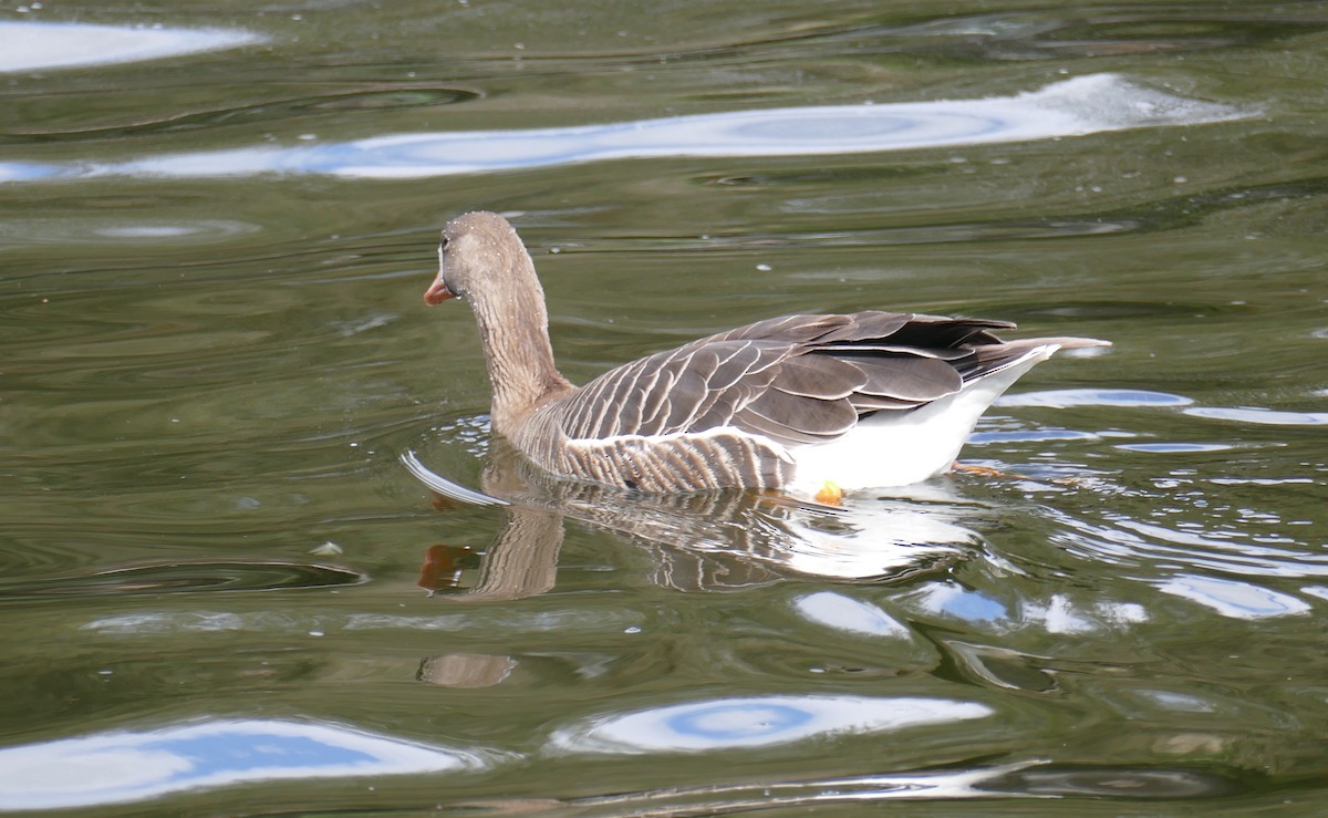 Greater White-fronted Goose - ML614669375