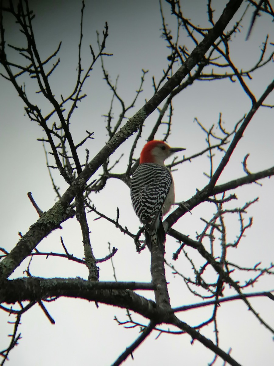 Red-bellied Woodpecker - ML614669425