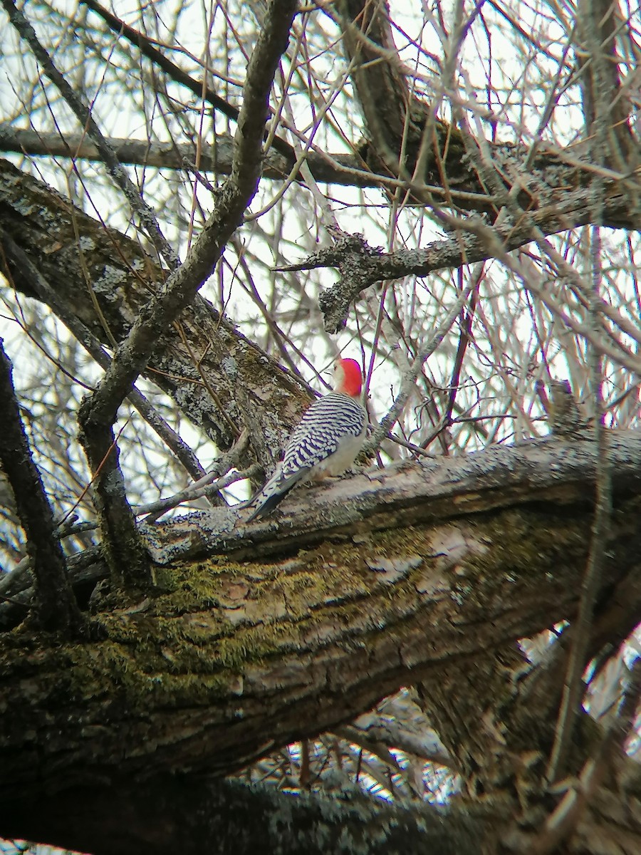 Red-bellied Woodpecker - ML614669426