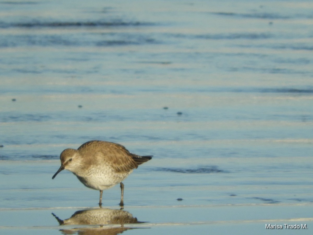 Red Knot - ML614669427