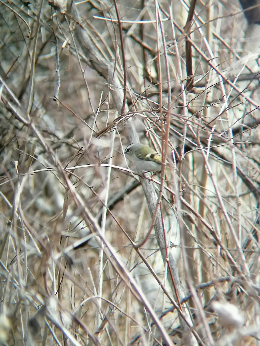 Golden-crowned Kinglet - ML614669487