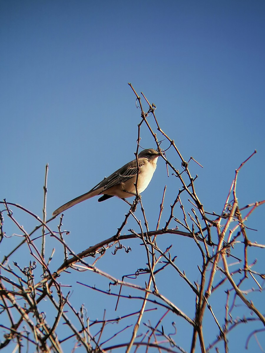 Northern Mockingbird - ML614669508