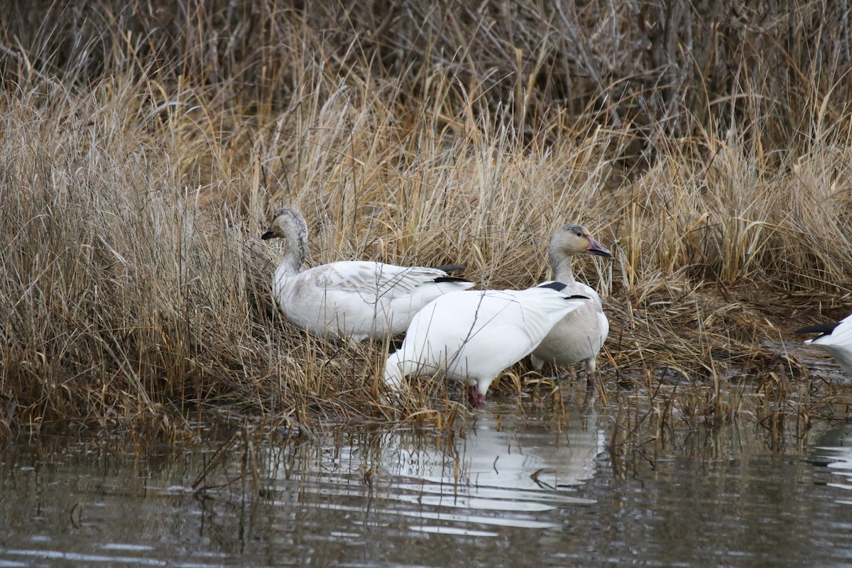 Snow Goose - Kelly Krechmer