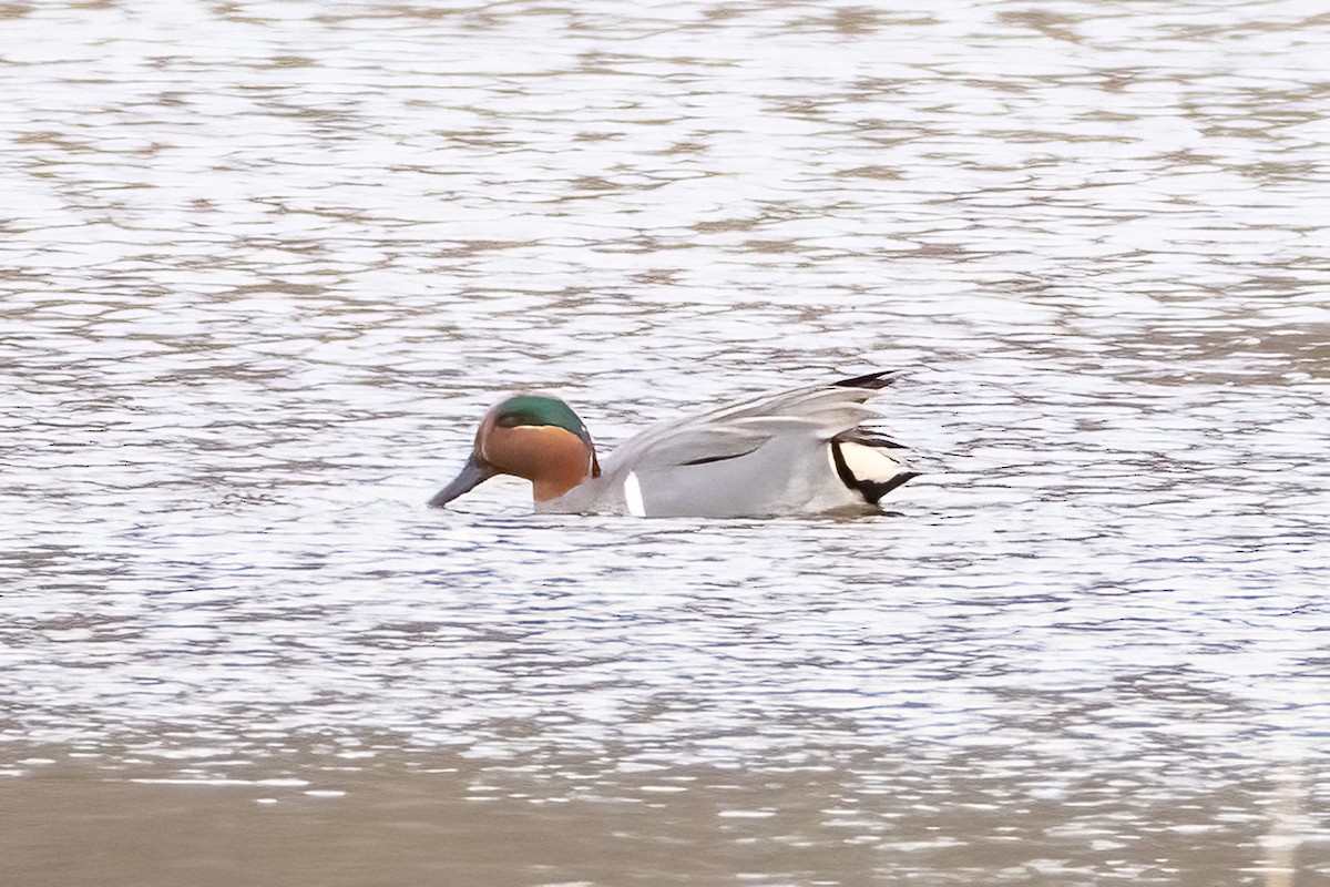 Green-winged Teal - ML614669559