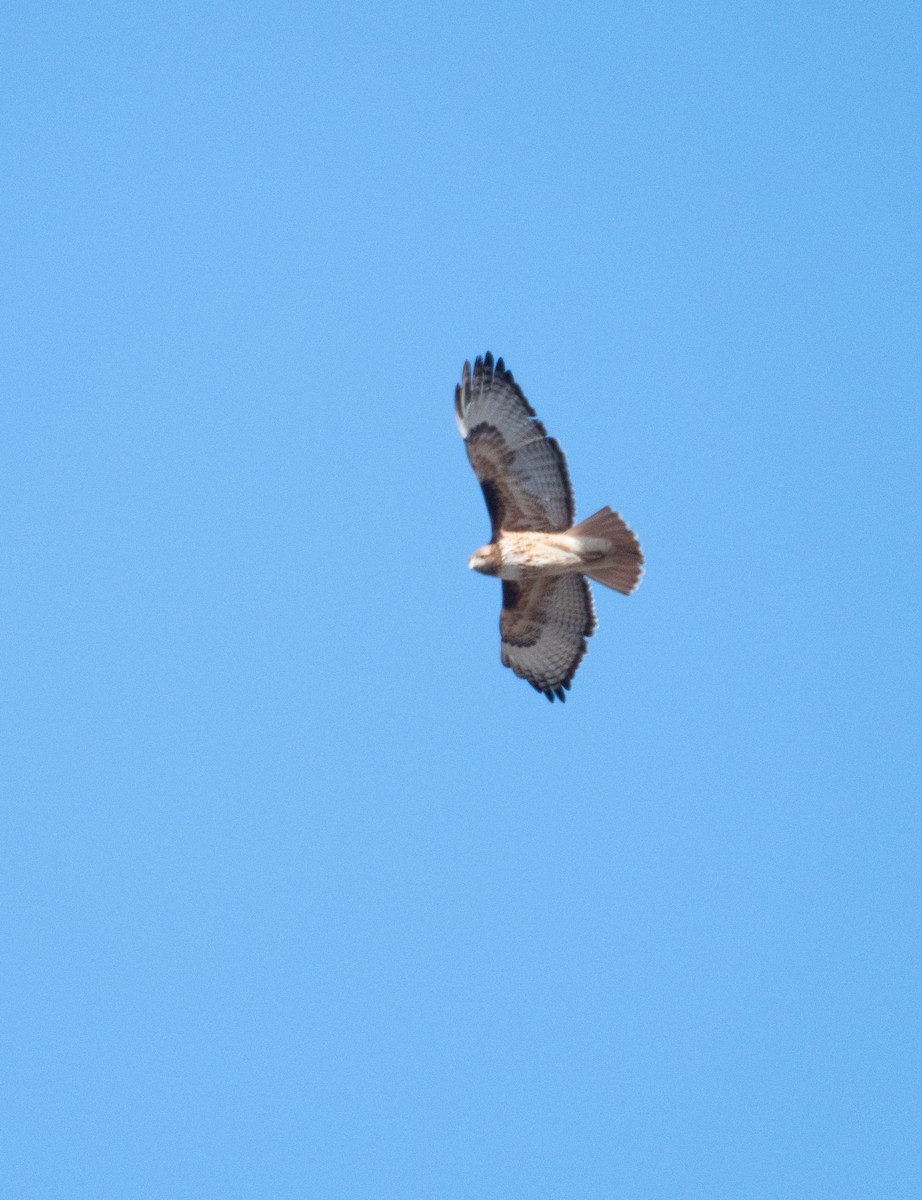 Red-tailed Hawk - Esther Sumner