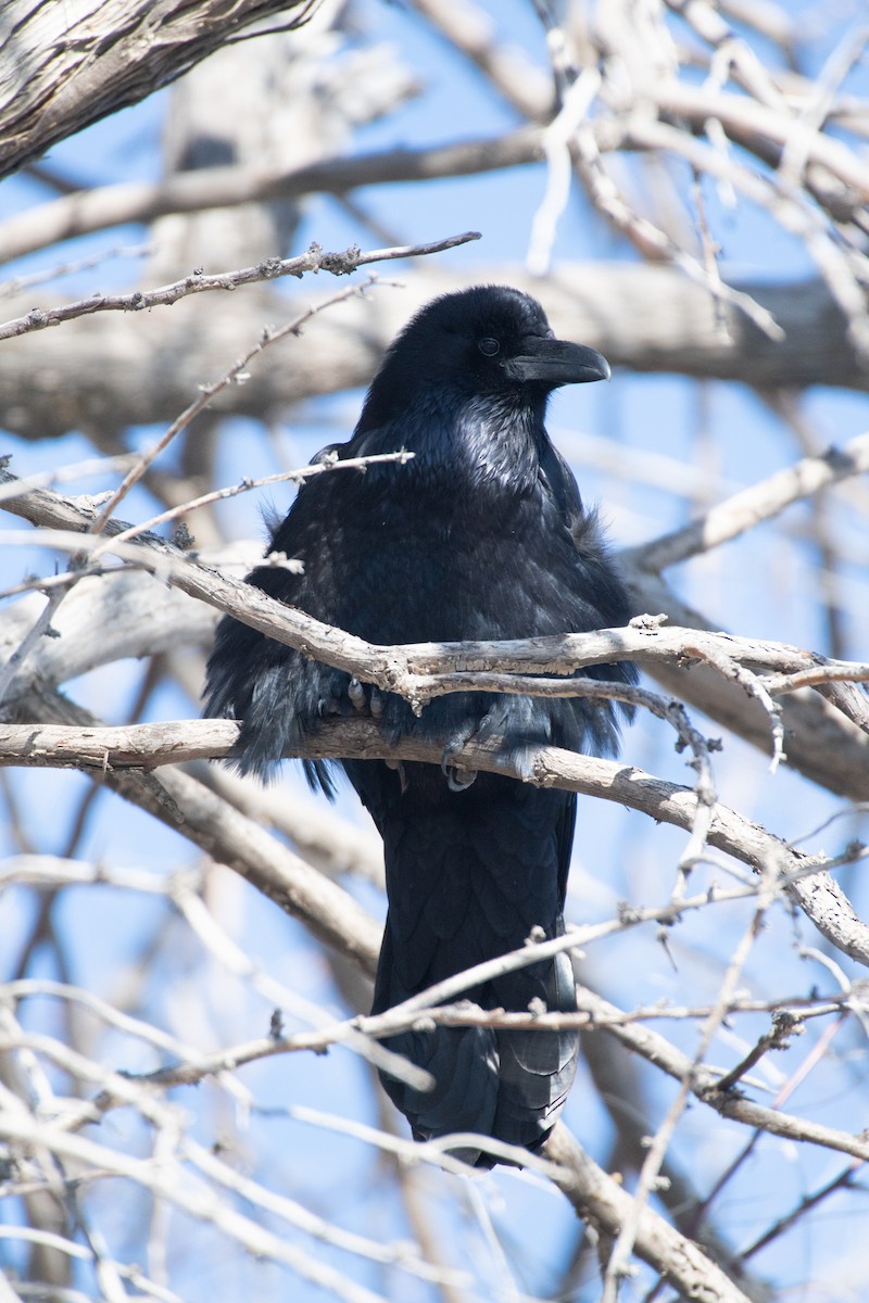 Common Raven - Esther Sumner