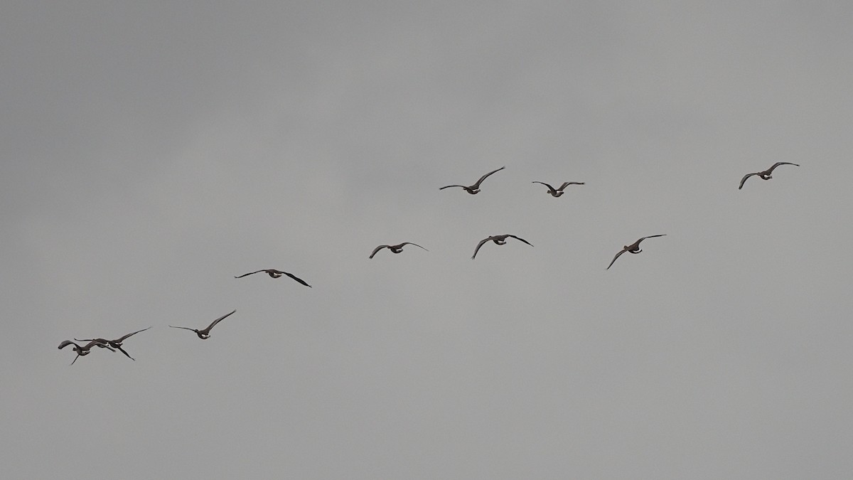 Greater White-fronted Goose - ML614669762