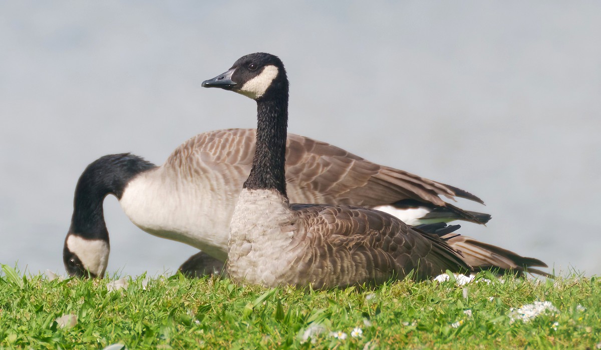 Canada Goose - ML614669763