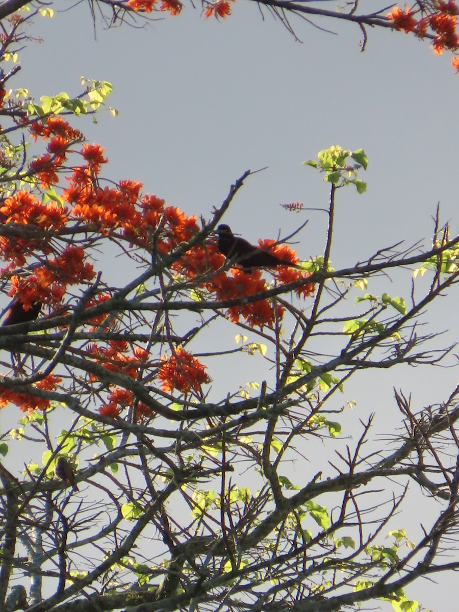 Chestnut-headed Oropendola - Suzi Holt