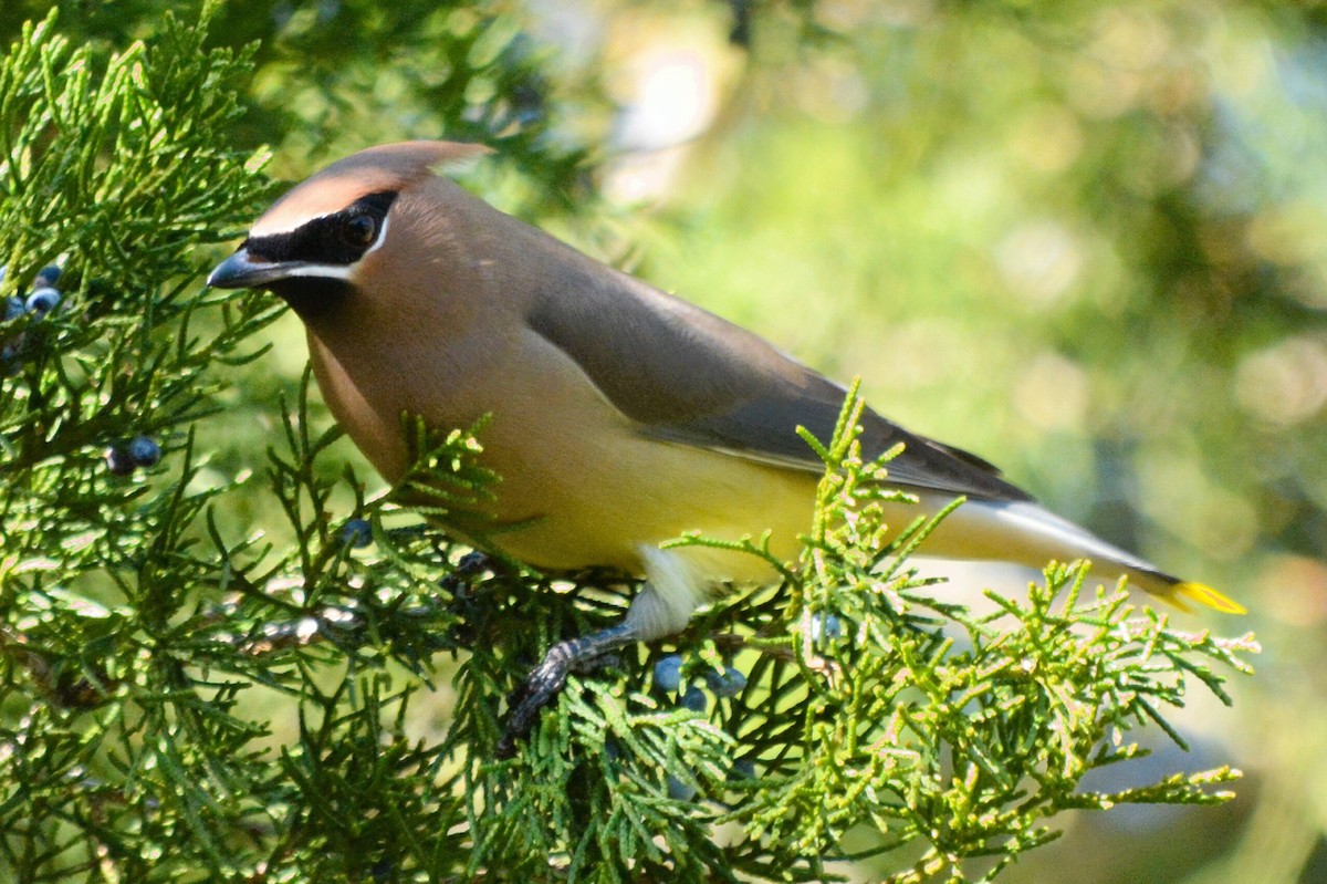 Cedar Waxwing - ML614669927