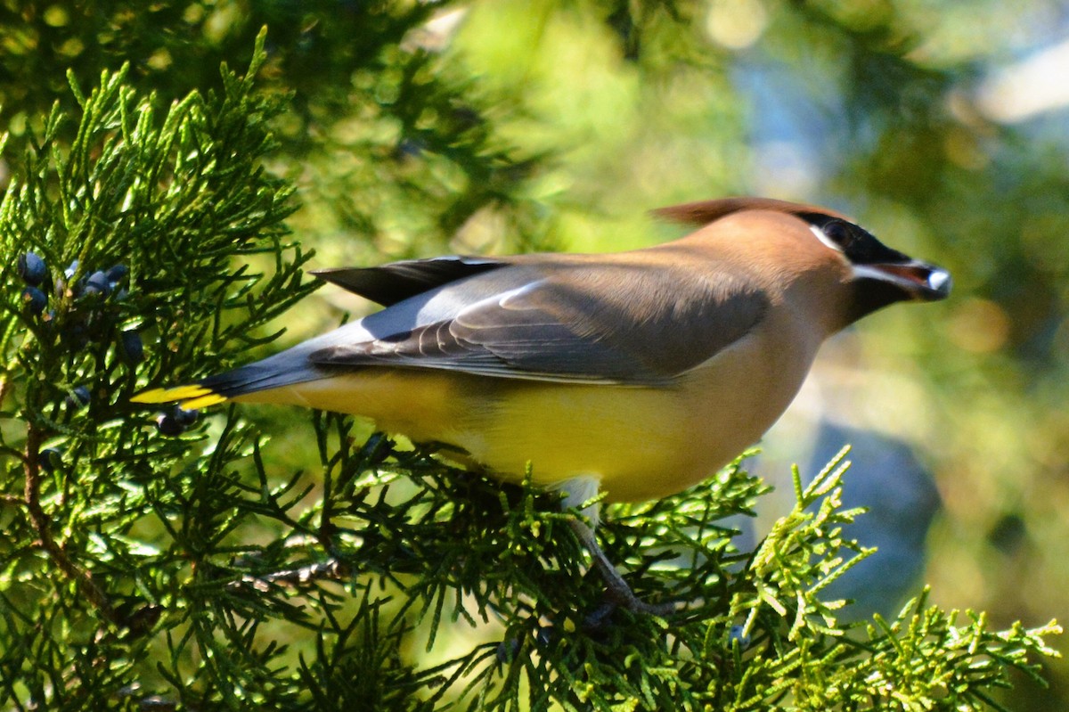 Cedar Waxwing - ML614669929