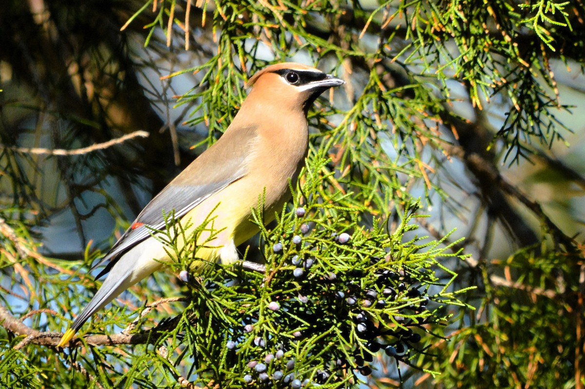 Cedar Waxwing - ML614669930