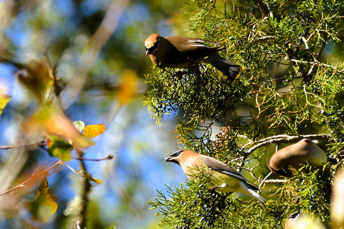 Cedar Waxwing - ML614669932