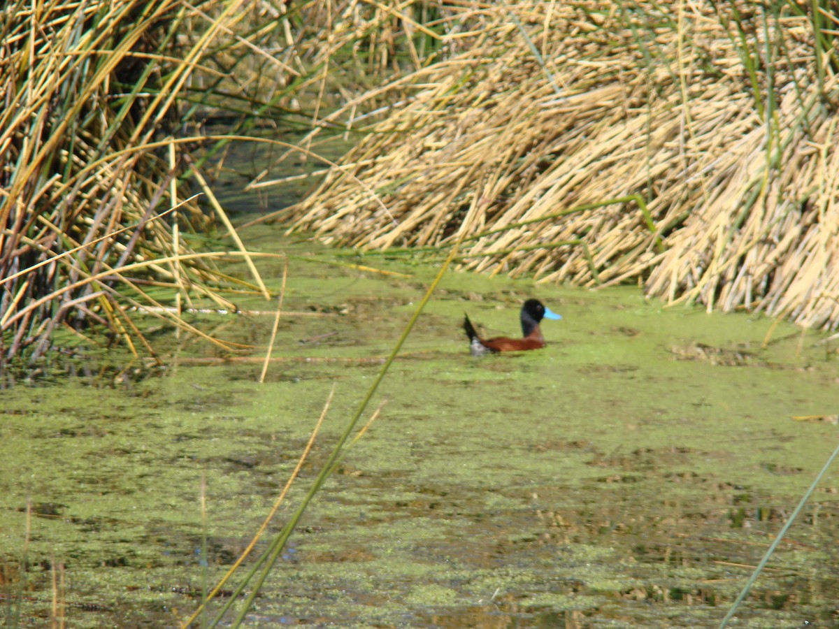 Andean Duck (ferruginea) - Todd A. Watkins