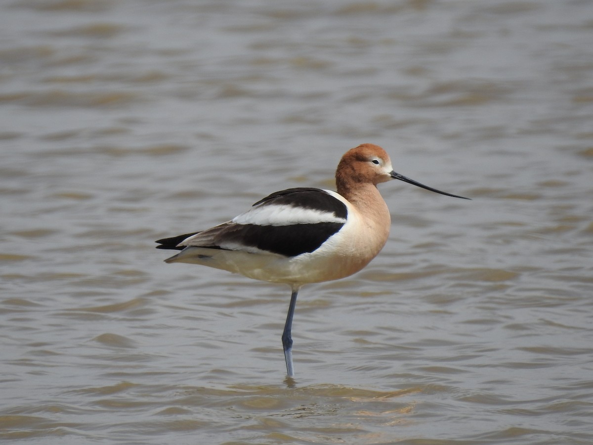 American Avocet - The Birdman