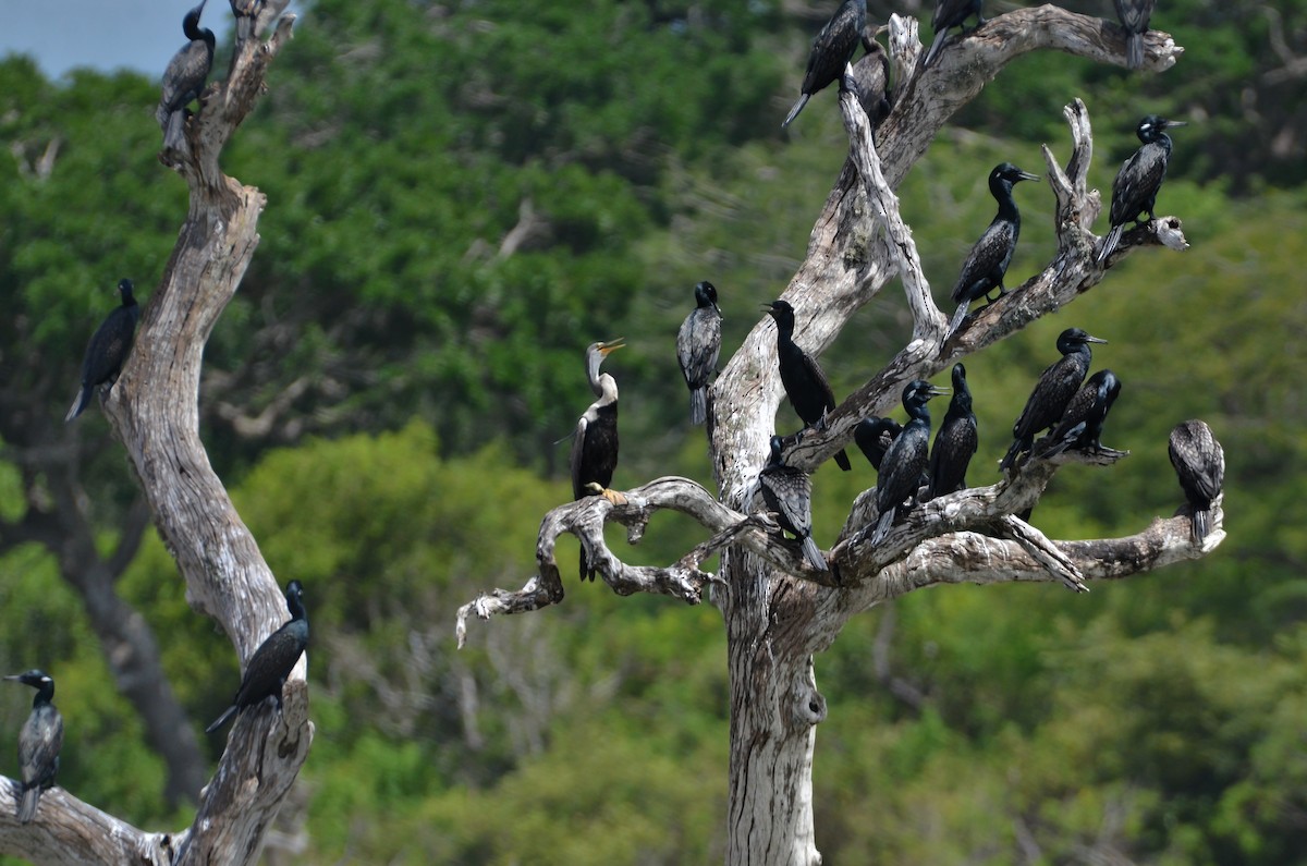 anhinga indomalajská - ML614670255