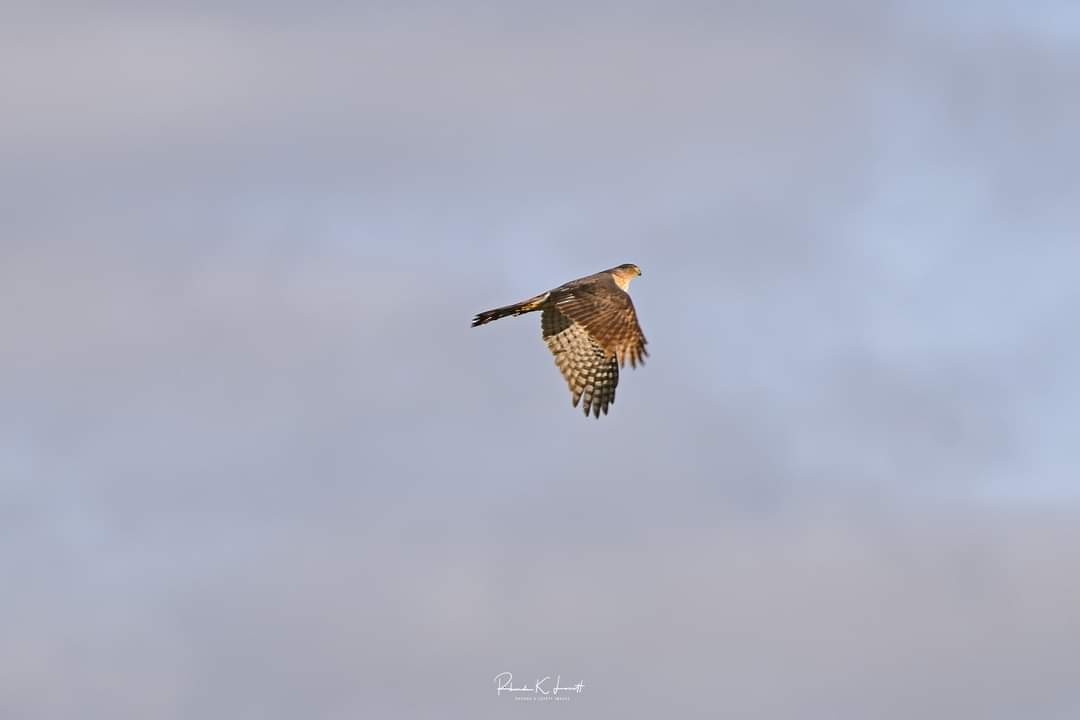 Cooper's Hawk - ML614670270