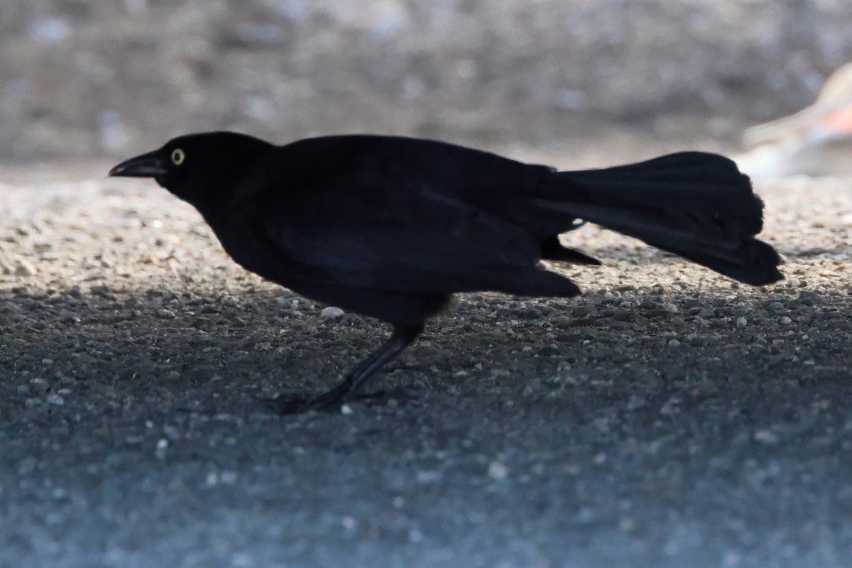 Greater Antillean Grackle - ML614670300