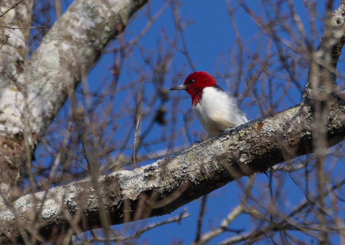Red-headed Woodpecker - ML614670314