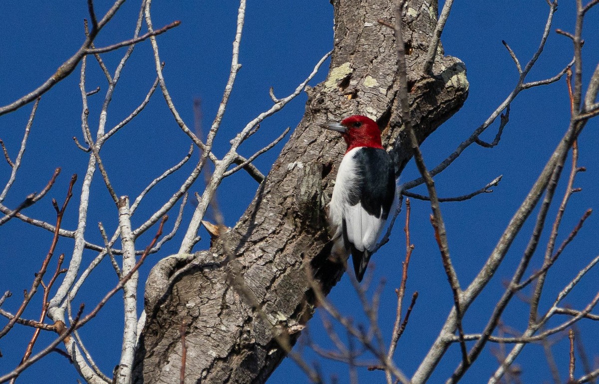 Red-headed Woodpecker - ML614670318