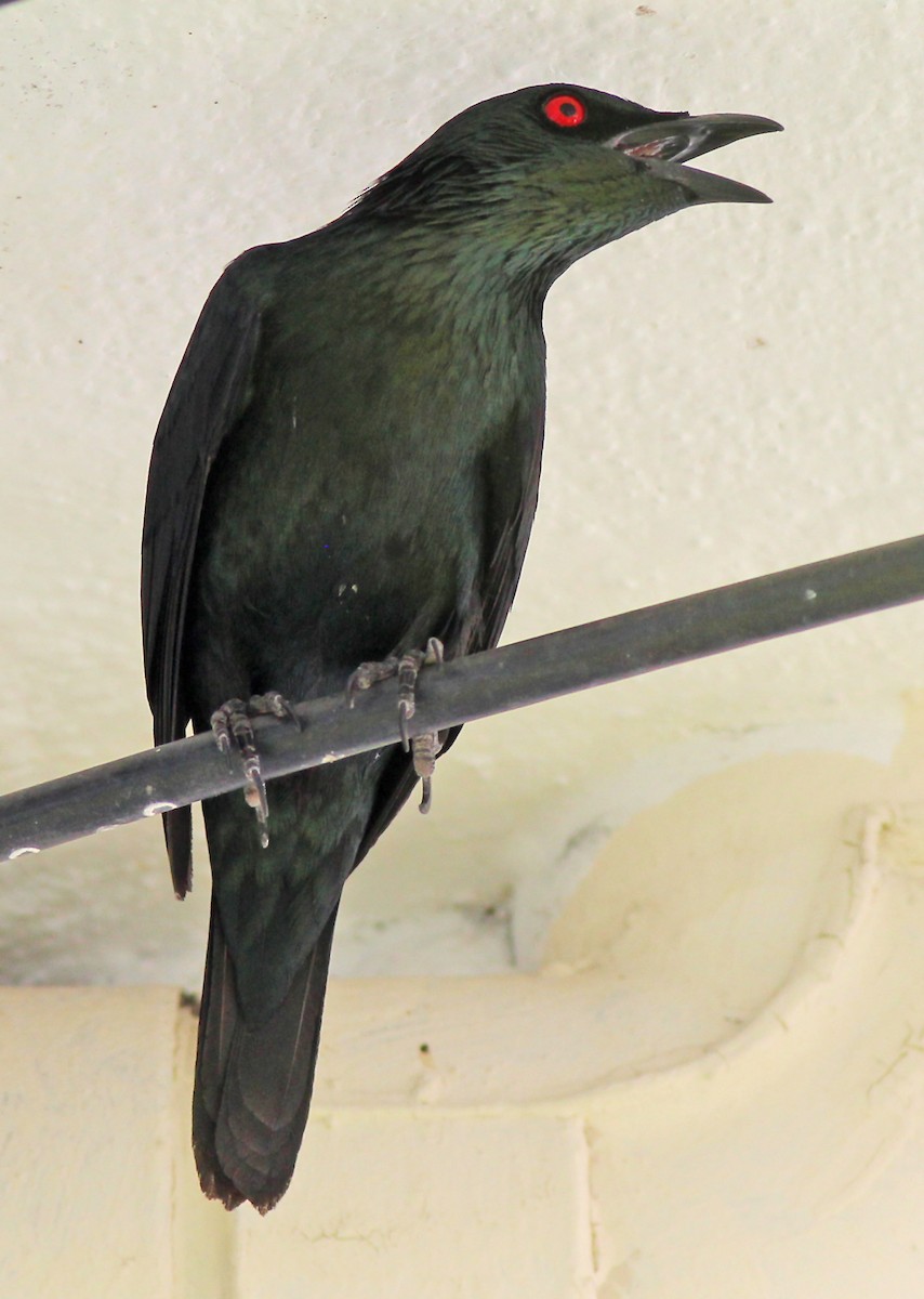 Asian Glossy Starling - ML614670353