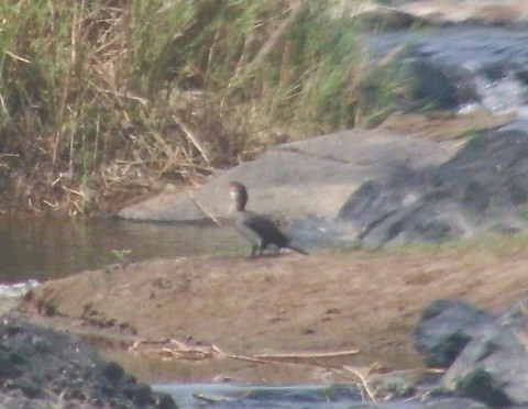 Long-tailed Cormorant - ML614670361